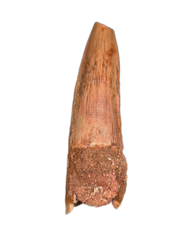Spinosaurus Tooth