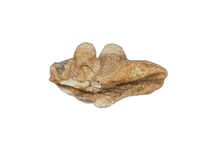 Odaxosaurus (Lizard) Jaw Section, Aguja Formation