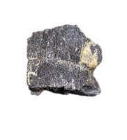 Camarasaurus Tooth Fragment from the Morrison Formation