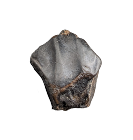 Iguanodont Tooth, Ashdown Formation