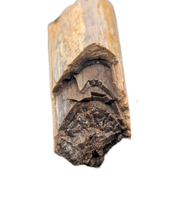 Tyrannosaurus Rex Bone Section