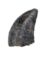 Allosaurus Tooth,  Morrison Formation