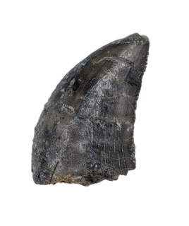 Allosaurus Tooth,  Morrison Formation