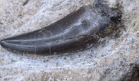 Marshosaurus Tooth