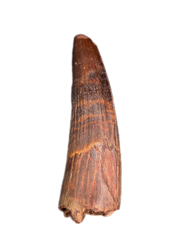 Spinosaurus Tooth with Faint Serrations