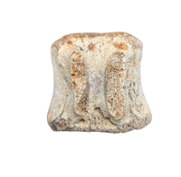 Edmontosaurus Tail Vertebra