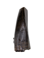 Tyrannosaur Tooth, Two Medicine Formation
