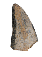 Tyrannosaurus Rex Tooth