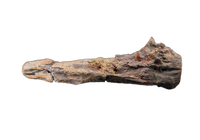 Pterosaur Azhdarchidae (Infernodrakon?) Vertebra