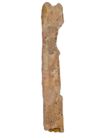 Pterosaur Ulna, Kem Kem
