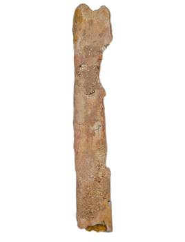 Pterosaur Ulna, Kem Kem