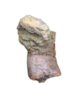 Allosaurus Tooth with Crocodile Tooth,  Morrison Formation