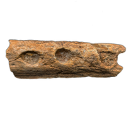 Spinosaurus or Crocodile Jaw Section, Kem Kem