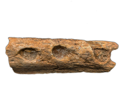 Spinosaurus or Crocodile Jaw Section, Kem Kem