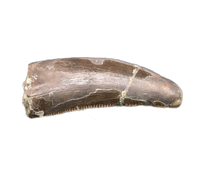 Torvosaur Tooth, El Mers Formation