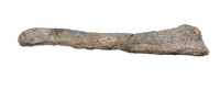 Sauropod Fibula, El Mers III Formation