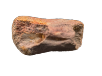 Theropod (Spinosaurus?) Tail Vertebra, Kem Kem