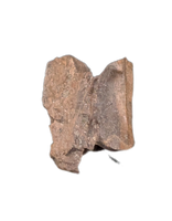 Tyrannosaur (Teratophoneus?) Tooth from the Upper Aguja Formation.