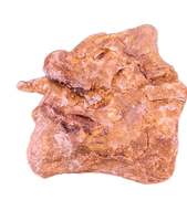 Spinosaurus Cervical (Neck) Vertebrae