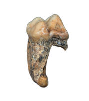 Cave Bear Tooth