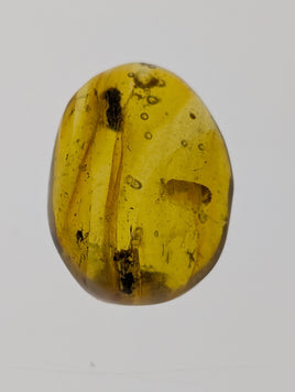 Insects in Amber from the Dominican Republic, 25 Million Years Old