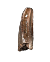 Nanotyrannus Pre Max Tooth