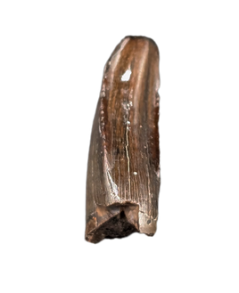 Nanotyrannus Pre Max Tooth