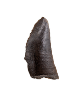 Partial Tyrannosaur Tooth