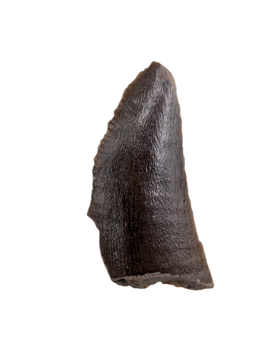 Partial Tyrannosaur Tooth