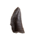 Partial Tyrannosaur Tooth