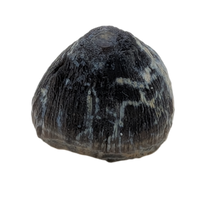 Brachychampsa Tooth, Hell Creek