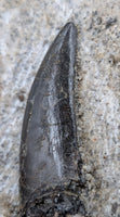 Marshosaurus Tooth