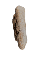 Metoposaur Skull Armor Section