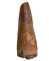 Spinosaurus Pre Max Tooth with Serrations.