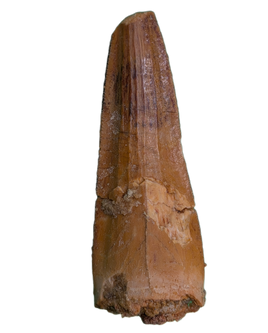 Spinosaurus Pre Max Tooth with Serrations.