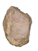 Sauropod (Long Neck) Tail Vertebra, El Mers III Formation