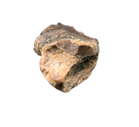 Weird Ceratopsian Tooth, Hell Creek Formation
