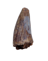 Metoposaur Tooth