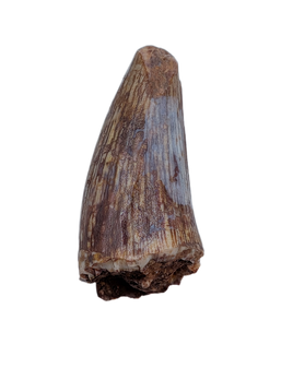 Metoposaur Tooth