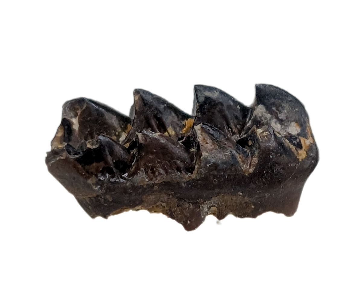 Multituberculate Mammal Tooth, Hell Creek Formation| The Daily Rex