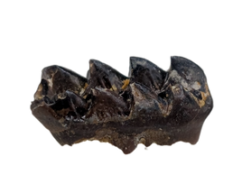 Multituberculate Mammal Tooth, Hell Creek Formation