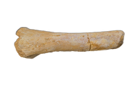 Theropod Femur, Kem Kem