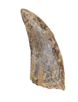 Theropod Tooth from the Mid Jurassic, Madagascar