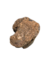 Allosaurus Metatarsal Section, Morrison Formation