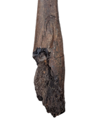Edmontosaurus Tibia