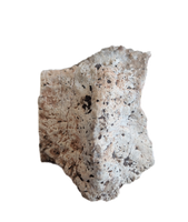 Phytosaur Armor Scute, Chinle Formation