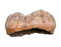 Cave Bear Tooth (Molar)