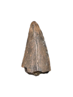 Richardoestesia sp. (Dromaeosaur) Tooth, Bissekty Formation, Uzbekistan