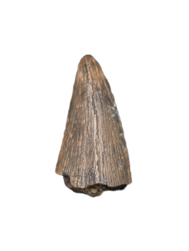 Richardoestesia sp. (Dromaeosaur) Tooth, Bissekty Formation, Uzbekistan