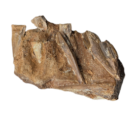 Edmontosaurus Jaw Section with Multiple Rooted Teeth